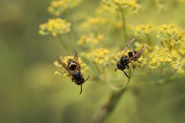 Hvepsenes hemmeligheder: Lær at forstå deres adfærd og undgå stik